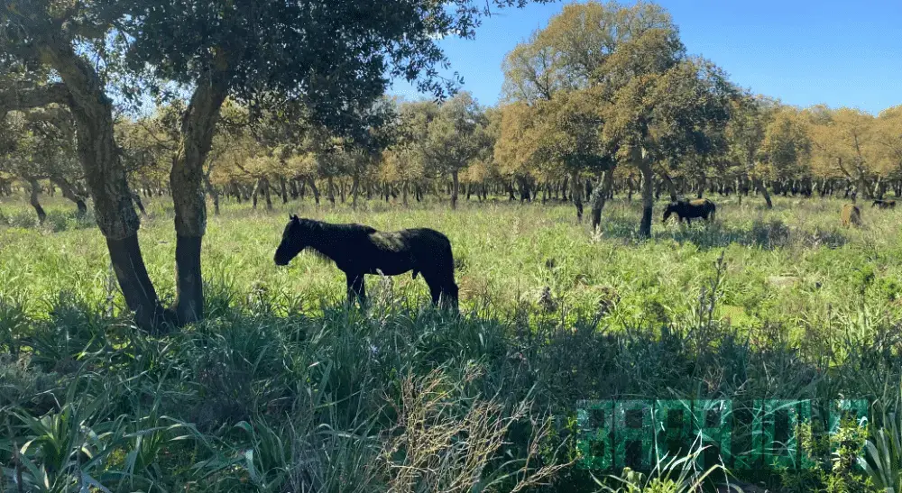 cavallini della Giara